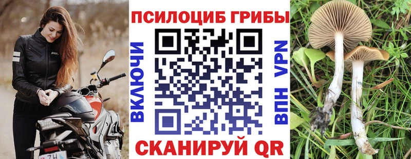 дарнет шоп  Комсомольск-на-Амуре  Псилоцибиновые грибы GOLDEN TEACHER 